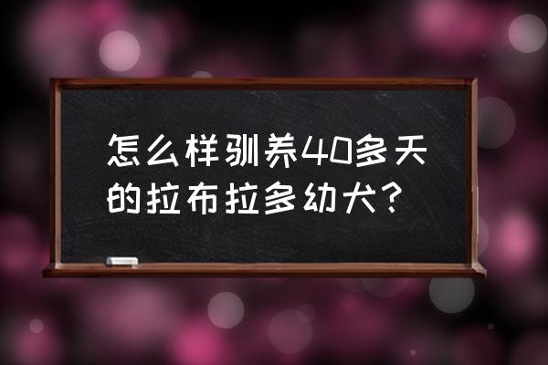 怎么训练拉布拉多服从主人 怎么样驯养40多天的拉布拉多幼犬？