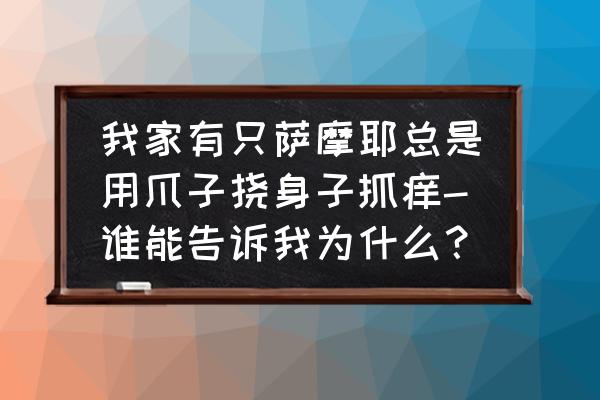 萨摩耶犬全身痒怎么办 我家有只萨摩耶总是用爪子挠身子抓痒-谁能告诉我为什么？