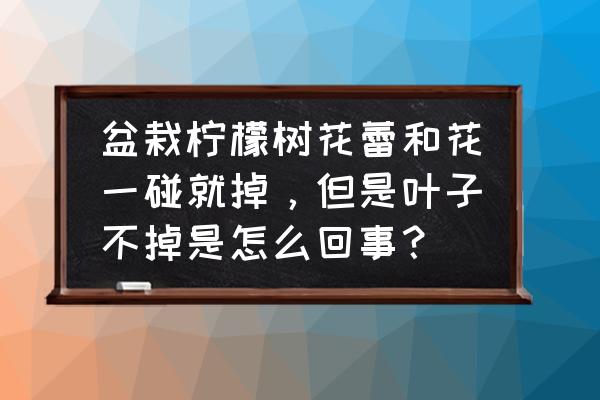 柠檬开花期能浇水吗 盆栽柠檬树花蕾和花一碰就掉，但是叶子不掉是怎么回事？