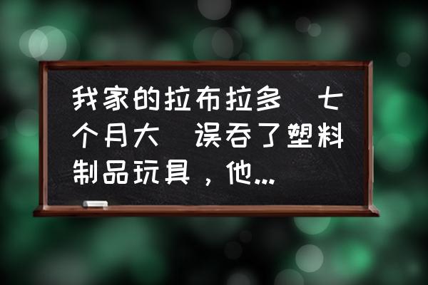 2岁半宝宝误吞塑料玩具怎么办 我家的拉布拉多（七个月大）误吞了塑料制品玩具，他能消化掉吗？