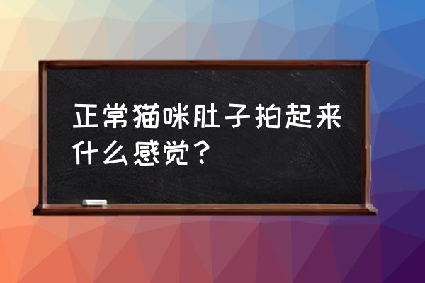 自行判断猫腹水 正常猫咪肚子拍起来什么感觉？