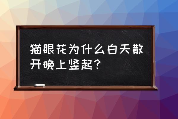 竹芋的叶子晚上为什么竖起来 猫眼花为什么白天散开晚上竖起？