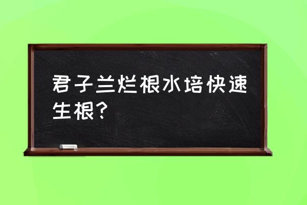 君子兰烂根怎么救活 君子兰烂根水培快速生根? 君子兰烂根怎么救活 君子兰烂根水培快速生根?