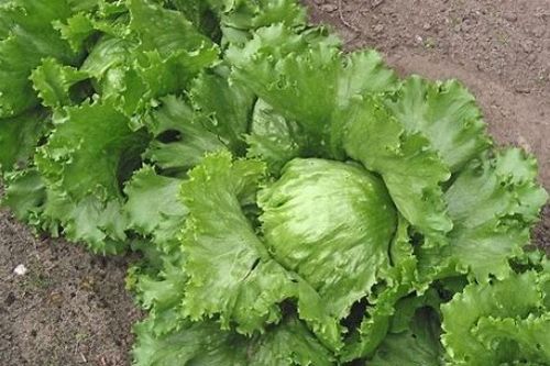 Lettuce怎么读