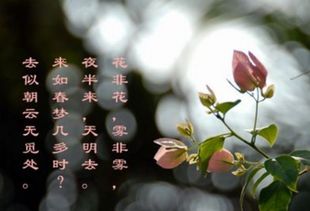 第一个字是花的诗句大全集