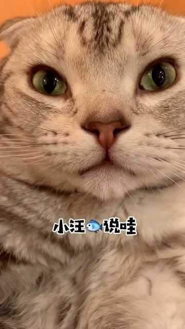 猫咪的拼音
