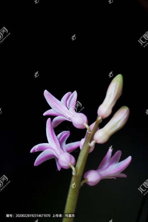 (风信花)怎样理解
