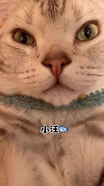 猫咪的拼音声调怎么拼