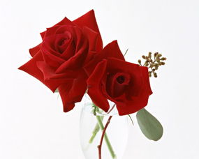 玫瑰花怎么写，玫瑰花怎么写作文300字三年级