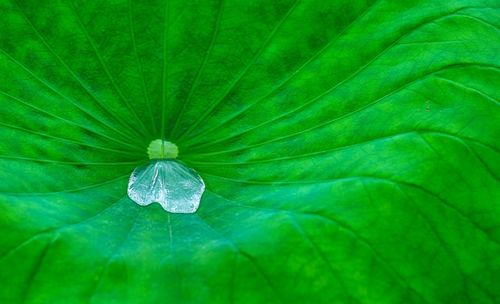 花瓣上有露水可以用什么词来形容?