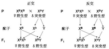 什么是正交什么是反交,
