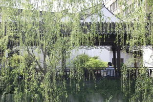 春风又绿江南岸全诗