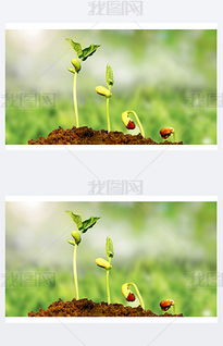 芽拼音怎么写的?