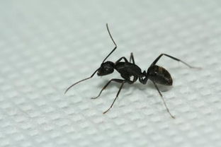 有关昆虫的资料