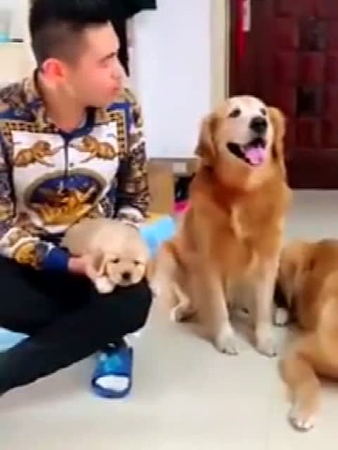 我的老公是条狗张淑敏大结局是什么?