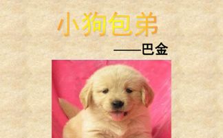 小狗包弟教案