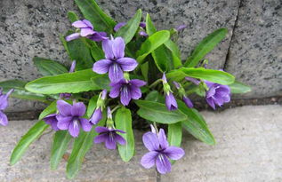 紫花地丁透皮抑菌膏的功效与作用，紫花地丁透皮抑菌膏的功效与作用及禁忌