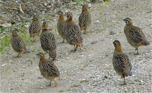 鹌鹑读音，鹌鹑读音是什么意思