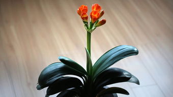 君子兰开花有什么兆头，君子兰开花有什么兆头的说说