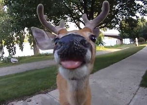 凑的拼音和组词