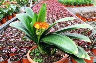 君子兰开花有什么兆头