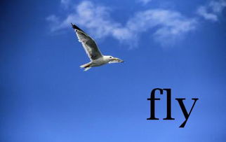 fly是什么意思?