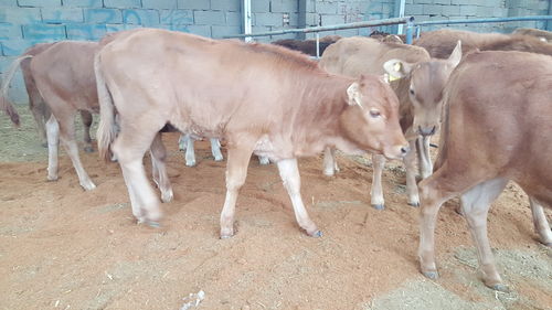 圈养读音是什么