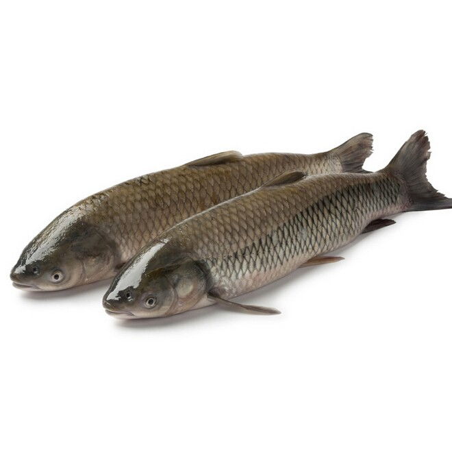 描写“鱼”的词语有哪些?