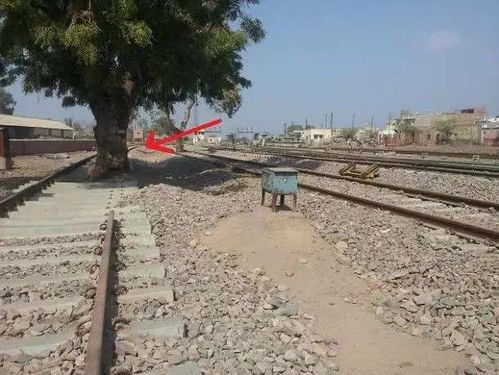 砍树前如何送走树神