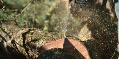 坟上砍树注意事项，坟上砍树注意事项坟墓前的树砍掉可以吗