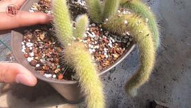 多肉植物九尾狐怎么养