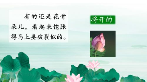 朱自清荷花课文全文