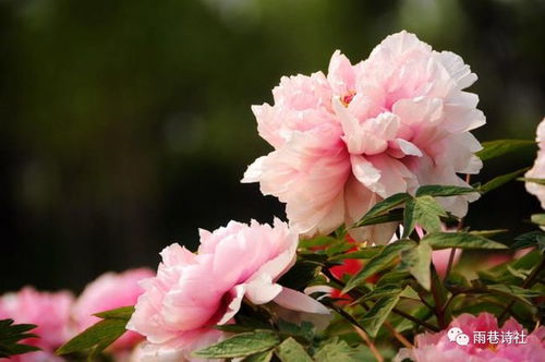 赞美牡丹花诗句最经典