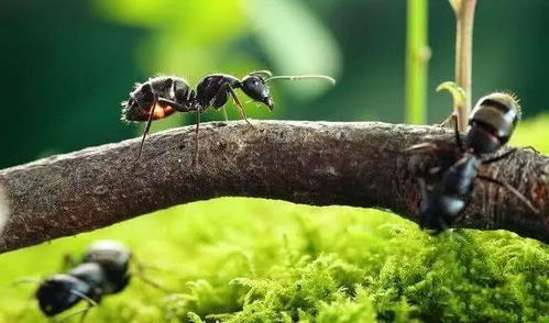 落水的小蚂蚁吧浮力，落水的小蚂蚁百度贴吧