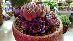 九尾狐多肉，九尾狐多肉怎么养爆盆