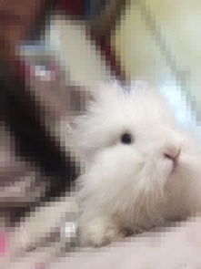 兔子能活多久