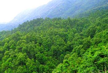 什么林什么翠，什么林什么翠二年级