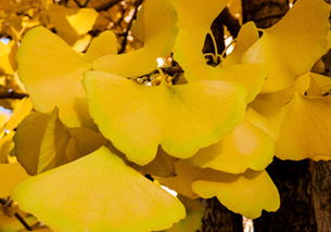 银杏树的叶子像什么，银杏树的叶子像什么比喻句二年级