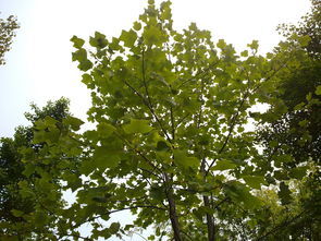 银杏树叶像什么?