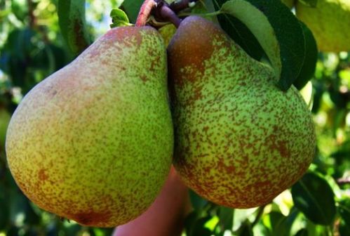 梨的英语怎么读，梨的英语怎么读单词