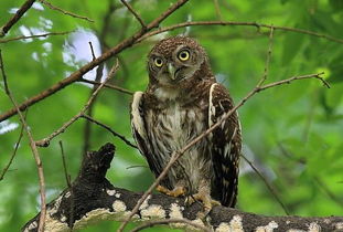 鸺鹠怎么读，鸱鸮鸺鹠怎么读
