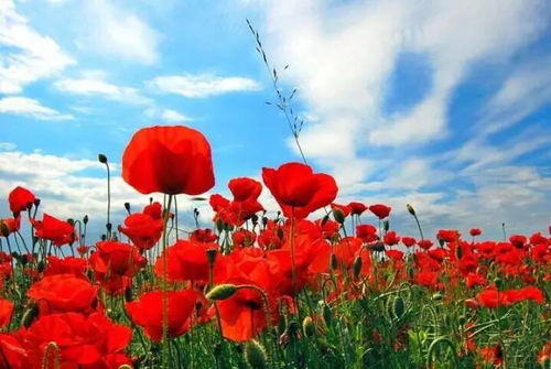 赞美花的句子唯美短句，赞美花的句子唯美短句绝句