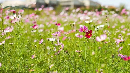 “春耕、夏耘、秋收、冬藏”出自哪首诗?