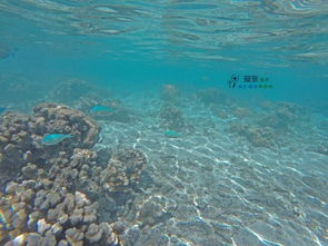 海洋的唯美句子