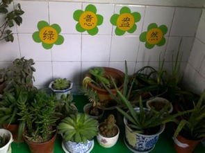 植物角名字