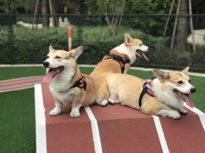 户底下加个犬字念什么