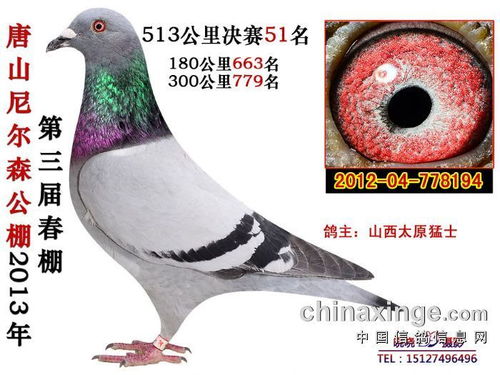 尼尔森公棚春棚，尼尔森公棚春棚2022