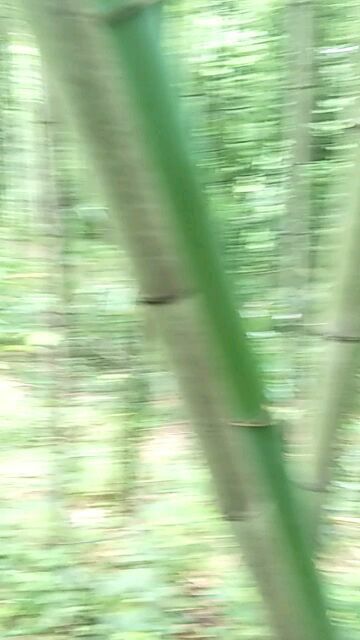 伐竹取道，伐竹取道的道