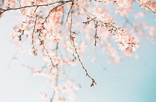 春风十里表达什么意思