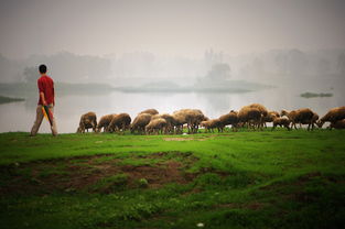 大自然之歌 陈世旭 读后感